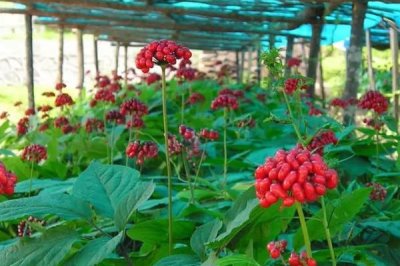 人參種子的種植方法，可春播、夏播或秋播