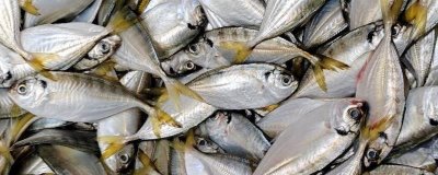 黃尾魚是什么魚，是中小型淡水魚類