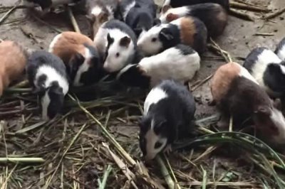 養(yǎng)殖黑豚的經(jīng)濟價值，具有食用、藥用、觀賞等用途