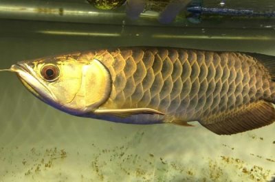 龍魚為什么會掉眼，主要原因是光線過強、下沉飼料過多