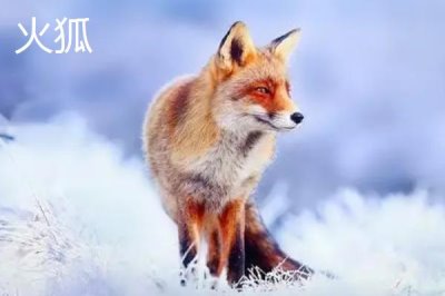 狐貍的食物，主要捕食鼠類、魚類、蛙類等動物