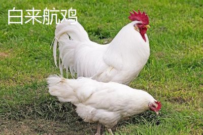 產(chǎn)蛋率高的母雞品種，因地制宜很重要
