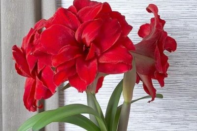 吉祥花是哪種花，是指牡丹花、蓮花等