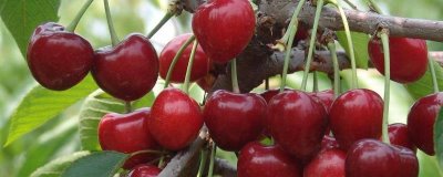 櫻桃的種植條件，喜歡溫暖的環(huán)境
