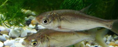 釣鰱魚(yú)的技巧，釣點(diǎn)要選擇溶氧量高的水域