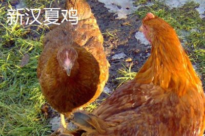 產(chǎn)蛋率高的母雞品種，因地制宜很重要