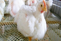 白羽肉雞的生長(zhǎng)環(huán)境，溫度、光照和濕度對(duì)其生長(zhǎng)很重要