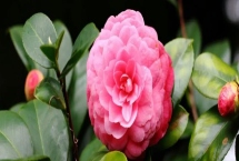 山茶花的花語，寓意謙讓、孤傲和純真