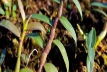 哪里產(chǎn)出的鐵皮石斛比較好，有名的產(chǎn)地包括福建、浙江、廣西等省份