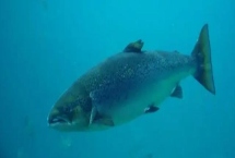 三文魚可以淡水養(yǎng)殖嗎，可以淡水養(yǎng)殖但需保證含氧量