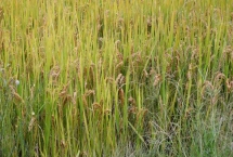 廣秀兩優(yōu)華占水稻種簡介，6月20-25日播種