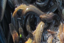 泥鰍養(yǎng)殖方法，培育池最好是土池