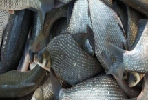 鳊魚(yú)的產(chǎn)地，主要分布于長(zhǎng)江中、下游附屬中型湖泊