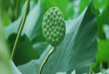 蓮蓬的寓意，寓意多子多孫