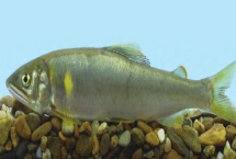 野生香魚的市場(chǎng)價(jià)格，高達(dá)500元一斤