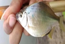 釣鳑鲏?mèng)~的技巧，一定要“小鉤細(xì)線”