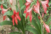 對紅的花語，寓意好運、幸福