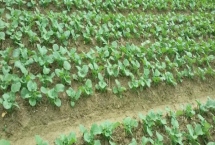 油菜高產(chǎn)種植技術(shù)，移栽的密度要根據(jù)油菜的種植規(guī)模來定