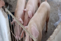 養(yǎng)豬怎么節(jié)省飼料，選擇一個好的品種很重要