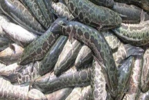 黑魚的養(yǎng)殖技術(shù)，要選擇健壯且無(wú)病蟲害的優(yōu)質(zhì)魚苗