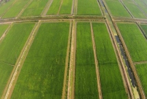 大田種植業(yè)的特色，適合大規(guī)模的機(jī)械化作業(yè)