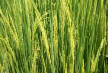 鎮(zhèn)稻21號水稻種子產(chǎn)量表現(xiàn)，粳型常規(guī)水稻品種