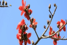 廣州市的市花，市花是一座城市的綠色名片