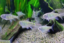 新手怎么養(yǎng)冷水魚(yú)，根據(jù)魚(yú)的體型來(lái)選擇合適的魚(yú)缸