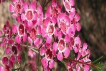 蠟花的花語(yǔ)，寓意剛強(qiáng)堅(jiān)毅、忠貞不渝等