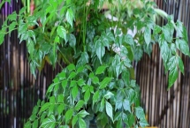 幸福樹掉枝的處理方式，可增加光照或適量補(bǔ)水等