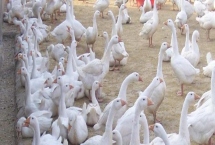 鵝腿瘸了怎么治療，先降低飼料中的蛋白質(zhì)含量