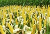 汶單307玉米種子特征介紹，適宜密度為每畝5000株左右
