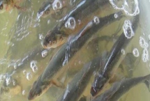 翹嘴紅鲌怎么養(yǎng)殖，魚苗放養(yǎng)要趁早