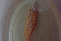 金魚吃多了翻肚怎么治，首先要做的就是立刻停止喂食