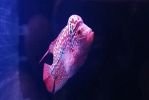 羅漢魚(yú)的養(yǎng)殖方法，盡量選擇80厘米以上的魚(yú)缸單獨(dú)飼養(yǎng)
