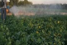 氟啶脲與氟鈴脲的區(qū)別，后者作用速度更快
