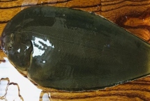 踏板魚(yú)是龍利魚(yú)嗎，二者是同一種魚(yú)