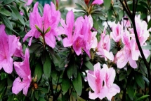 杜鵑花何時開放，開花時間取決于培育環(huán)境