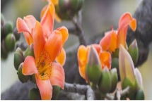 木棉的產(chǎn)地，亞熱帶地區(qū)較多