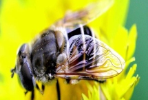 介王不圍王籠了可以放王嗎，是工蜂排斥新蜂王的表現(xiàn)