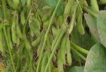 吉育481大豆品種的特性，4月末至5月初播種