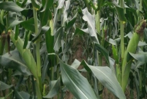 中正56玉米品種的特性，在適應(yīng)區(qū)4月30日左右播種