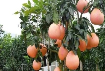 黃金蜜柚和紅柚對比，紅柚更美觀且口感更佳