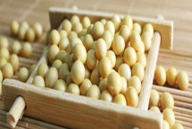 神州豆6號大豆種子特征介紹，適宜密度