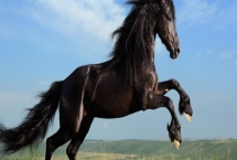 養(yǎng)殖馬需要辦什么手續(xù)，需要辦理動物防疫條件合格證