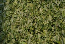 六安瓜片的產(chǎn)地，主產(chǎn)于六安市裕安區(qū)等地方