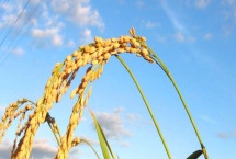 嘉農(nóng)粳3號(hào)水稻種子特征介紹，機(jī)插稻建議4月下旬播種