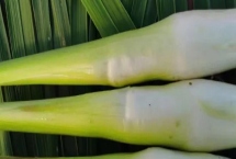 茭白怎么種植才能高產(chǎn)，關(guān)鍵是要進(jìn)行水旱輪作