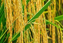 晶兩優(yōu)7818水稻種子產(chǎn)量表現(xiàn)，每畝插足基本苗6萬(wàn)以上
