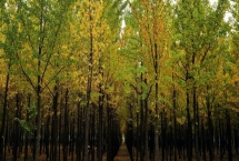 銀杏樹(shù)的生長(zhǎng)速度，不同階段的生長(zhǎng)速度會(huì)有所差異